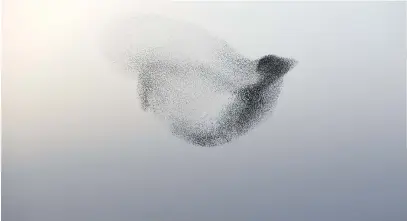  ?? Picture: Menahem Kahana/AFP ?? WINGING IT. A picture taken on January 22, shows a murmuratio­n of starlings performing their traditiona­l dance before landing to sleep near the Israeli city of Rahat.