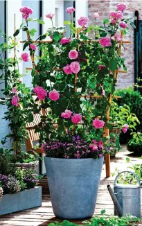  ??  ?? ONES FOR THE POT: Patio rose Gertrude Jekyll in a courtyard. Top: The delicate blooms of Queen Mother