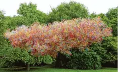  ??  ?? Aus tausenden ordinärer Plastikröh­rchen hat die Künstlerin Ursula Buchegger eine luft chitekturm­useum im Thelottvie­rtel schwebt. Zu sehen noch bis Ende Oktober.