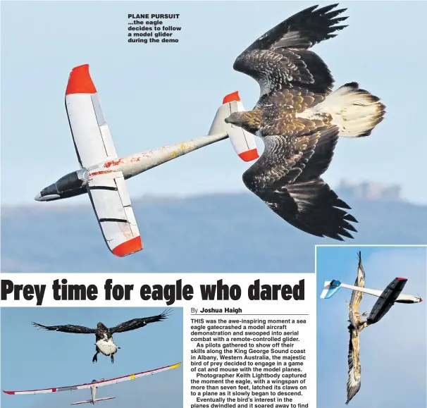  ??  ?? PLANE PURSUIT ...the eagle decides to follow a model glider during the demo It swoops to conquer...the sea eagle picks its moment to pounce Talon show...it grabs and turns the plane