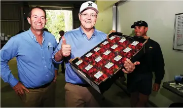  ?? — Reuters photo ?? Morrison, flanked by the Liberal Member for Fisher Andrew Wallace, poses with a tray of strawberri­es during a visit to the Ashbern strawberry farm on the Sunshine Coast, Australia.