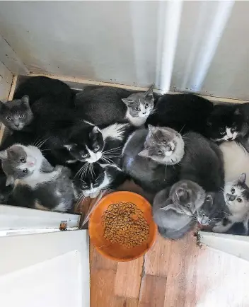  ??  ?? Les gens du refuge Caréra, qui ont, samedi, récupéré 10 chats dans la maison abandonnée de Saint-Basile, ont été étonnés du bon état de santé des félins.