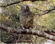  ??  ?? Plum Tree Farm, near Murchison, is home to many animals – now it’s home to four kea.