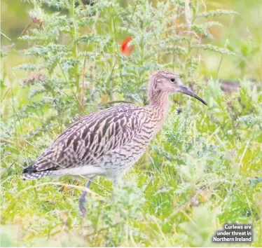  ??  ?? Curlews are under threat in Northern Ireland