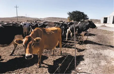  ?? Michael Macor / The Chronicle 2014 ?? Dairy cattle at a ranch at the Point Reyes National Seashore, where ranching leases have existed since 1962.