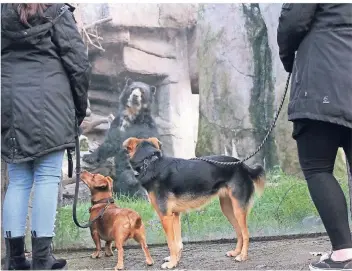  ?? FOTO: ZOO DUISBURG ?? Skeptische Blicke: Besucher mit Hunden am Bärengeheg­e im Zoo Duisburg.