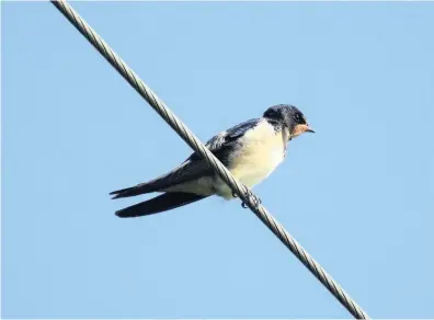  ??  ?? ● A young Swallow pauses on an overhead wire