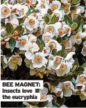  ??  ?? BEE MAGNET: Insects love the eucryphia