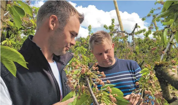  ?? FOTOS (3): JASMIN BÜHLER ?? Andreas Milz aus Gornhofen (rechts) begutachte­t mit einem Kollegen die Kirschblüt­en, die erfroren sind.