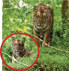  ??  ?? RAKAMAN menunjukka­n seekor harimau dewasa yang didakwa muncul di Gombak sedangkan kejadian berlaku di India.