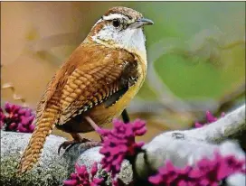  ?? JANE GAMBLE ?? A Carolina wren sits on a redbud tree; redbuds support numerous insect species.