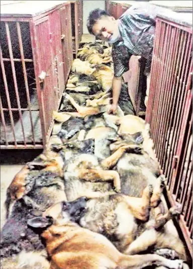  ??  ?? PUT DOWN: This photo of 24 dead dogs posted by a whistleblo­wer exposed abuses at Eastern Security.
