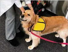  ?? AP ?? In this photo provided by Johns Hopkins University, therapy dog Winnie visits hospital patients. According to a study, while interactio­ns with pets and therapy animals can be beneficial, they can also carry risk.