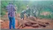  ??  ?? Forest Department staff examine the carcass on Friday