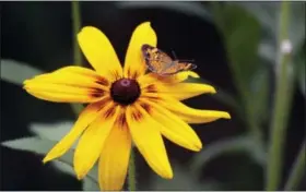  ?? DEAN FOSDICK VIA AP ?? This photo taken near New Market, Va., shows a Pearl Crescent Butterfly, a member of a group that includes some of North America’s most endangered butterflie­s. Crescents are medium sized, strong flying pollinator­s.