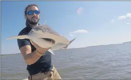  ?? PHOTO COURTESY BRYAN KELLER VIA AP ?? In this Sept. 2015 photo taken by Colby Griffiths on the North Edisto River in South Carolina, scientist Bryan Keller holds a bonnethead shark. Keller is among a group of scientists that found sharks use the Earth’s magnetic field as a sort of natural GPS when they navigate journeys that take them thousands of miles around the world.