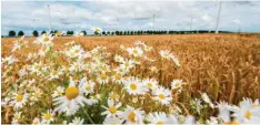  ?? Symbolfoto: Silas Stein, dpa ?? Landwirte bekommen staatliche Förderunge­n, wenn sie Blühfläche­n anlegen. Zusätzlich dazu soll die Aktion „Bienenschu­tz aktiv“einen weiteren Anreiz für die Schaffung solcher Flächen liefern.