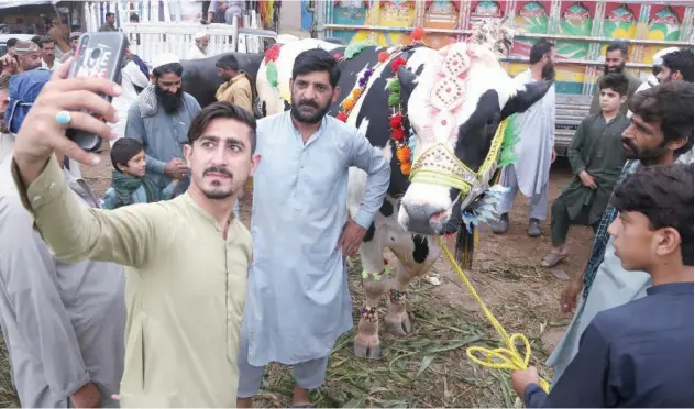  ?? Associated Press ?? ↑ A man takes a selfie with a decorated bull as he visits a cattle market to buy sacrificia­l animals for Eid Al Adha in Peshawar on Monday.