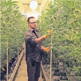  ?? ZOE MEYERS/THE DESERT SUN ?? Jeff Homolya examines marijuana at Canndescen­t in Desert Hot Springs, Calif., where he works as the cultivatio­n manager.