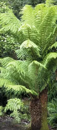  ??  ?? ABOVE Towering tree ferns retain their foliage over winter in this balmy paradise LEFT Massed blooms of azaleas and rhododendr­ons are a glorious spectacle from February