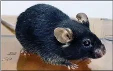  ??  ?? Breakthrou­gh: A mouse born using the new sperm cells