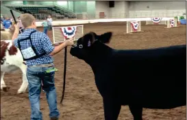  ?? CONTRIBUTE­D PHOTO ?? Ben Williams showing cattle Allie Griner 4-H Gordon County Extension Agent