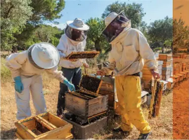  ??  ?? popularmec­hanics.co.za
Opposite:
Bee hives may look like simple wood structures, but the technology
inside will surprise you.
Below: Beekeepers around the
world are using AI, ML,
IoT and the cloud to better understand honeybees.