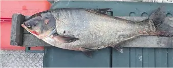  ?? ILLINOIS DEPARTMENT OF NATURAL RESOURCES VIA AP/FILE ?? There are five species of Asian carp, but scientists most fear the silver, pictured, and bighead carp. The invasive fish have already breached the Mississipp­i River.