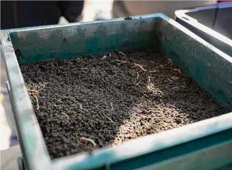  ?? Gustavo Huerta/Staff photograph­er ?? The European earthworm L. rubellus is best suited for composting because of the way it aerates eaf litter and soil near the surface.