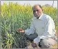  ?? HT ?? Prof Mahabal Ram with his wheat crops at SHUATS.