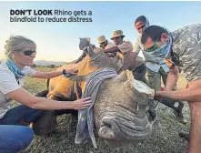  ??  ?? DON’T LOOK Rhino gets a blindfold to reduce distress