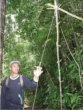  ?? — LAU CHING FONG/ WWF-Malaysia ?? Another tiger trap encountere­d by WWF patrols.