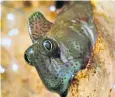  ??  ?? A male Pacific leaping blenny outside its nest hole where it likes to lure females