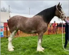  ?? ?? Laura Smith’s five-year-old mare Jackton April Grace was the supreme Clydesdale