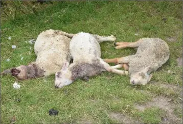  ??  ?? Some of the sheep killed on a farm in Youngstown, Taghmon last week.