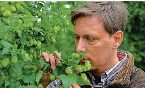  ?? FOTO: HARALD TITTEL/DPA ?? Hopfenbaue­r Andreas Dick riecht an einer Hopfenrank­e. Der gelernte Bierbrauer ist der einzige Hopfenbaue­r in Rheinland-Pfalz.