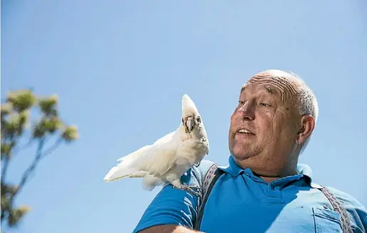  ?? BRADEN FASTIER/ THE LEADER ?? Mike Abeltshaus­er pictured with Missy, a Short Billed Corella, at Natureland Wildlife Trust Nelson, and has received a Kiwi Local hero award for his volunteer work there.