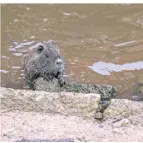  ?? FOTO: HANS-JÜRGEN BAUER ?? Nutrias fühlen sich in ruhigeren Gewässern wohl.