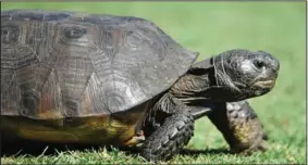  ?? (File Photo/AP/The Florida Times-Union/Will Dickey) ?? A gopher tortoise ambles along a tee box Sept. 21, 2014, in Ponte Vedra Beach, Fla.