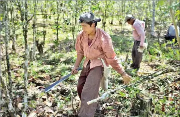  ??  ?? A worker cuts down coffee trees damaged by the Roya coffee fungus to make way for new coffee plants near Santiago Atitlan, Guatemala. — WP-Bloomberg photo by Victor J. Blue