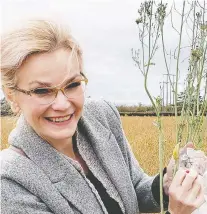  ?? TYLER WIST ?? University of Saskatchew­an PHD student Karolina Pusz-bochenska holds a canola plant — at risk for a leafhopper-borne disease.