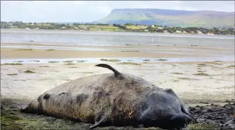  ?? Pic: Carl Brennan. ?? The rotting whale carcass at Cummeen strand.