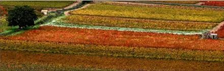  ?? (Photo E. L.) ?? Le vignoble des bandols, un véritable tableau de maître, notamment en automne.