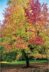  ?? ?? glowing: Sweetgum, above, really comes into its own in autumn, inset below