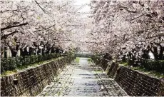  ??  ?? The Tunnel of cherry blossoms at Jinhae.