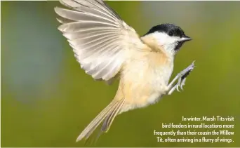  ??  ?? In winter, Marsh Tits visit bird feeders in rural locations more frequently than their cousin the Willow Tit, often arriving in a flurry of wings .