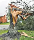  ??  ?? The might of Hurricane Florence does for a tree near coastline in North Carolina