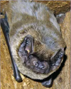  ??  ?? Outside of bogs, Leisler’s Bat is common and widespread throughout Ireland.