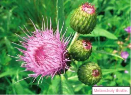  ??  ?? Melancholy thistle.