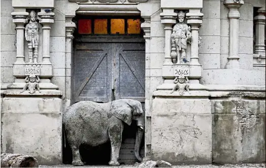  ??  ?? Pupy, an African elephant, standing in the doorway of his enclosure. As per the request of the first director, a replica of a Hindu temple was built for the Asian elephants. — AP A painful existence: